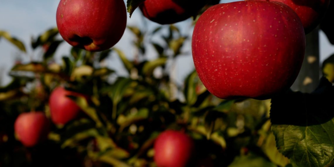 Center approves Rs 135 Cr Apple Cluster for Shopian