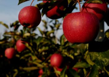 Center approves Rs 135 Cr Apple Cluster for Shopian