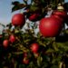 Center approves Rs 135 Cr Apple Cluster for Shopian