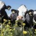 Govt lifts ban on intra, inter district movement of bovines, import of elite dairy animals from outside J&K