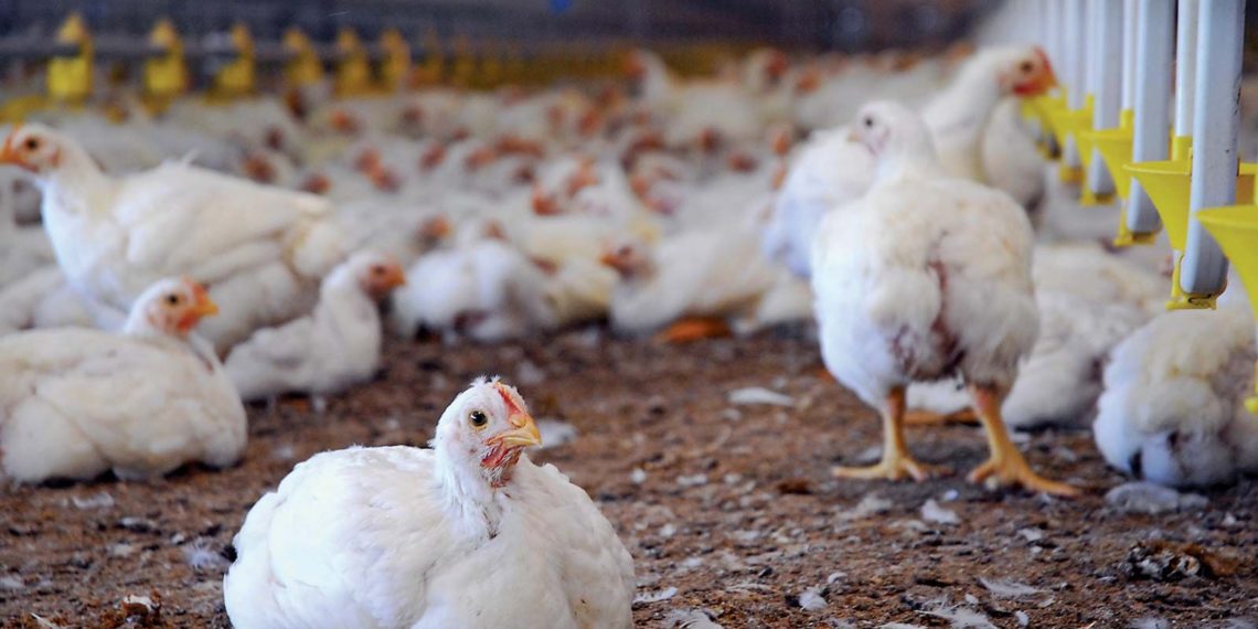 Progressing J&K Boosting Poultry Production in Jammu and Kashmir: A Sustainable Development Project