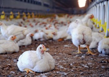 Progressing J&K  Boosting Poultry Production in Jammu and Kashmir: A Sustainable Development Project
