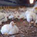 Progressing J&K Boosting Poultry Production in Jammu and Kashmir: A Sustainable Development Project