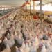 J&K Govt To Boost Poultry Sector; Increase Annual Output From Rs 709 Crore To Rs 1,982