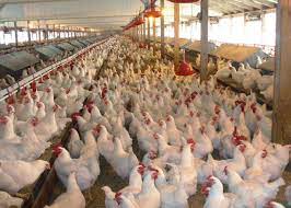 J&K Govt To Boost Poultry Sector; Increase Annual Output From Rs 709 Crore To Rs 1,982