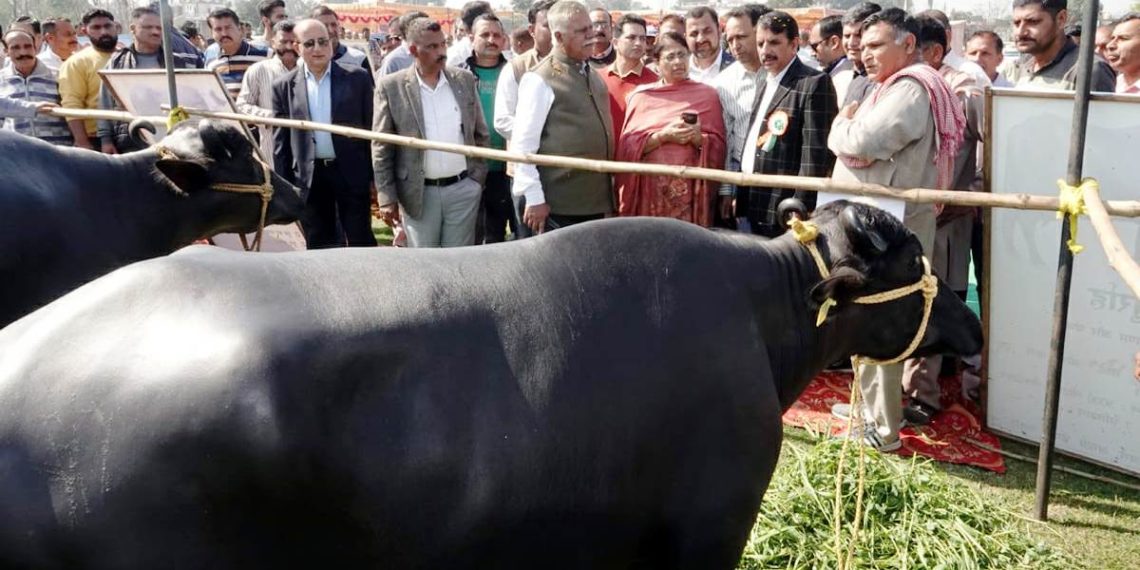 Animal Husbandry Department Jammu organises mega Awareness programme in Marh block 