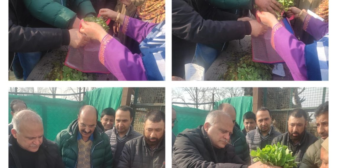Director Agriculture Kashmir kick-starts Vegetable seedling distribution at Kitchen Garden Lalmandi 