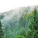 FOREST ECOSYSTEM OF KASHMIR