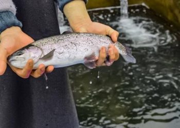 Revolutionizing Fish Farming in J&K  Rs. 176 Cr project approved to boost fish production across J&K