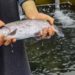 Revolutionizing Fish Farming in J&K Rs. 176 Cr project approved to boost fish production across J&K