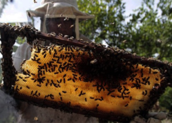 Progressing JK  UT witnessing sweet revolution with Rs 46.65 cr Beekeeping promotion project
