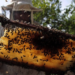 Progressing JK  UT witnessing sweet revolution with Rs 46.65 cr Beekeeping promotion project