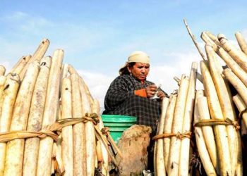 Progressing JK  J&K govt gives big push to promotion of ‘NADRU’ of Dal Lake