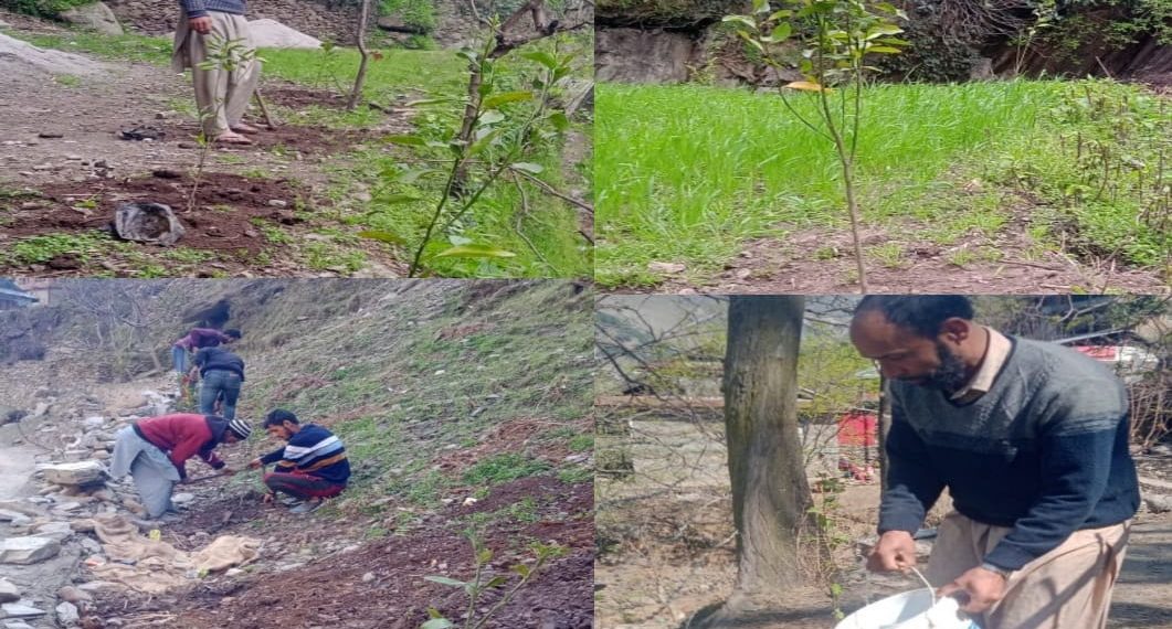 Over 50000 saplings planted in Kupwara district under “NREGA convergence plantation drive”