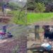 Over 50000 saplings planted in Kupwara district under “NREGA convergence plantation drive”