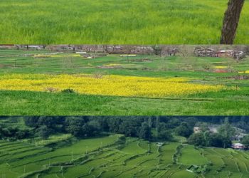 Farmers reap dividends, as Karnah turns to double cropping