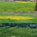 Farmers reap dividends, as Karnah turns to double cropping