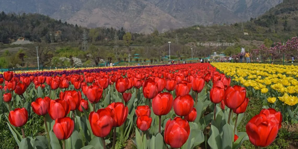 1248 foreigners among 2.50 lakh tourists visit Tulip Garden in 20 days 