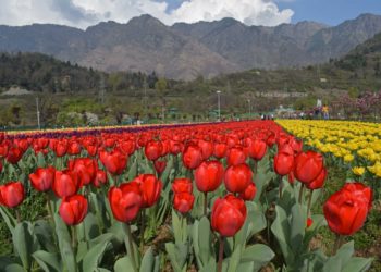 1248 foreigners among 2.50 lakh tourists visit Tulip Garden in 20 days 