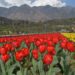 1248 foreigners among 2.50 lakh tourists visit Tulip Garden in 20 days 