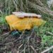 Package suspected to be dropped by drone found in Samba area cordoned off