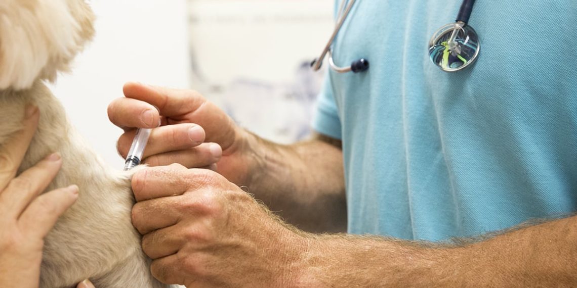 World Veterinary Day 2023: Significance, Theme, And Incredible Role Of Veterinarians