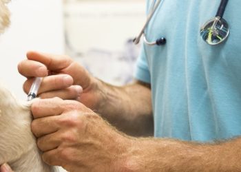 World Veterinary Day 2023: Significance, Theme, And Incredible Role Of Veterinarians