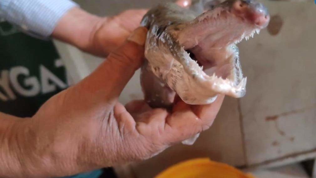 In a first, ‘Alligator Gar’ fish found in Dal Lake 