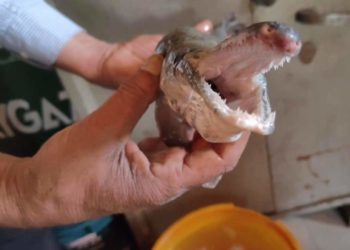 In a first, ‘Alligator Gar’ fish found in Dal Lake 