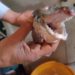 In a first, ‘Alligator Gar’ fish found in Dal Lake 