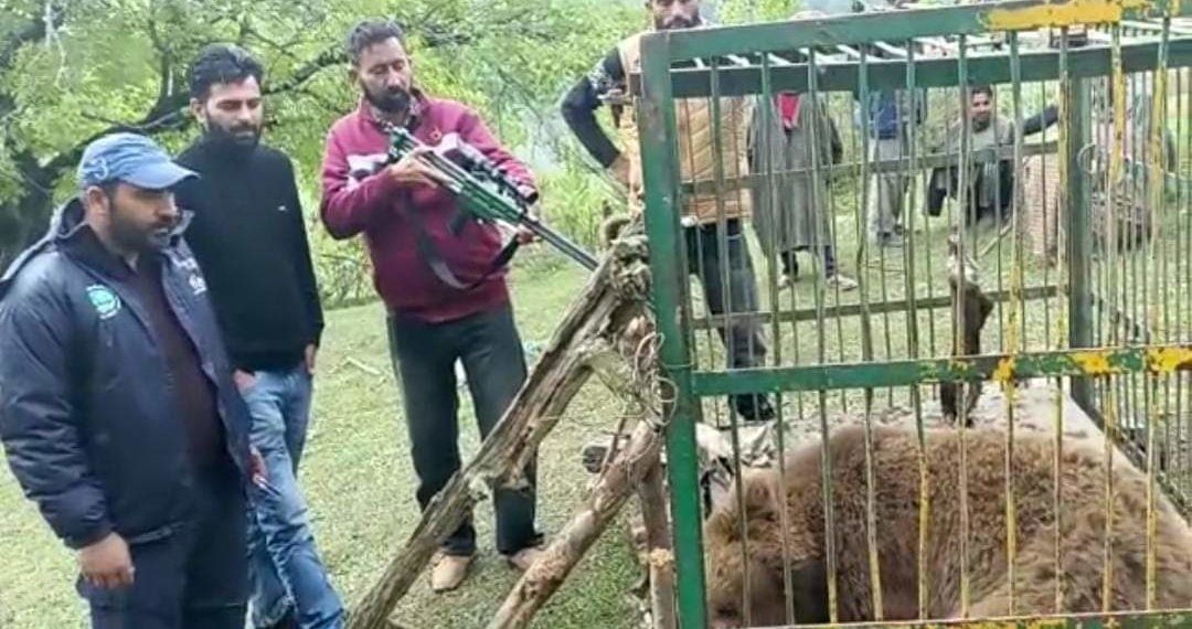Wild bear causing “damage” to graves in Rajwar finally caught by Wildlife Department