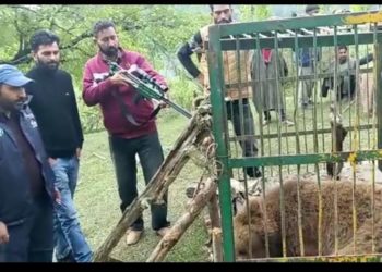 Wild bear causing “damage” to graves in Rajwar finally caught by Wildlife Department