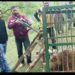 Wild bear causing “damage” to graves in Rajwar finally caught by Wildlife Department