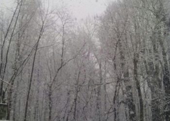 Snowfall Update