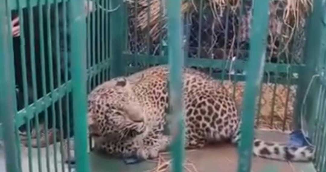 Leapord captured alive in  Baramulla Village