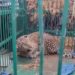 Leapord captured alive in  Baramulla Village