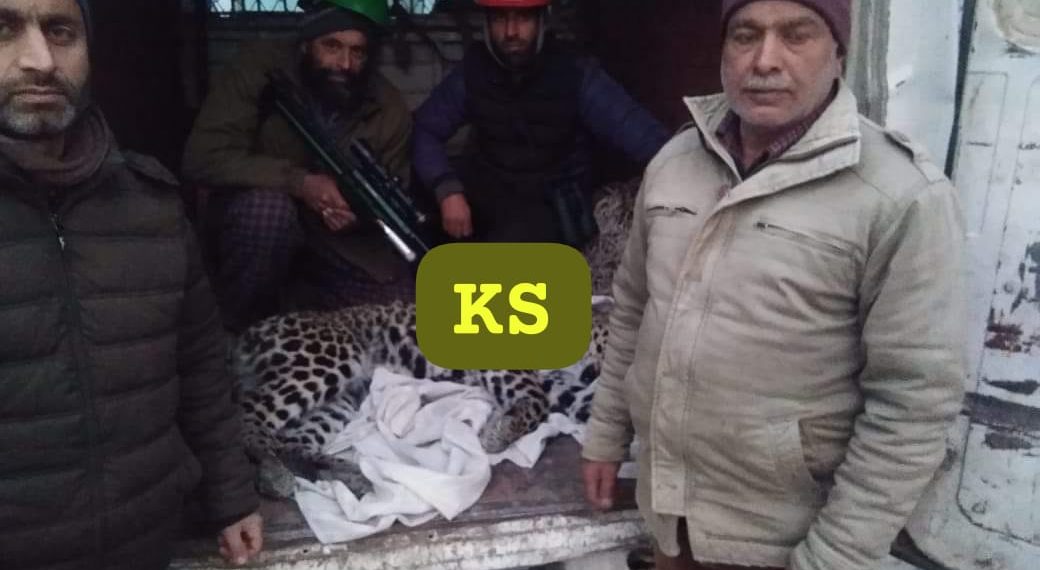 After injuring youth, leopard captured in Bandipora
