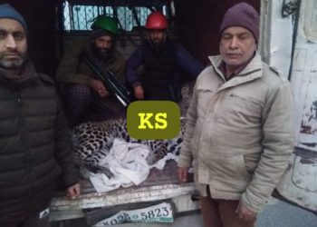 After injuring youth, leopard captured in Bandipora