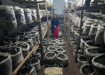 Kathua’s Mushroom Marvel: Agriculture Department’s guidance Sparks Rural Women’s Economic Triumph