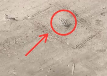 Rusted grenade found in Kishtwar