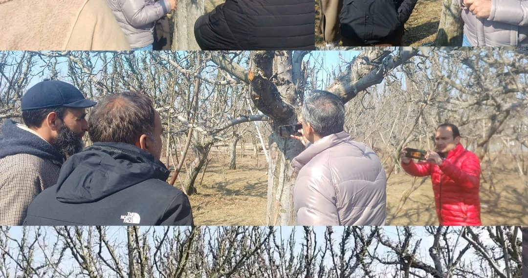 Professors of SKUAST-K Along with Horticulture Department Visits Sonawari and Reviewed leafminer status In Orchards