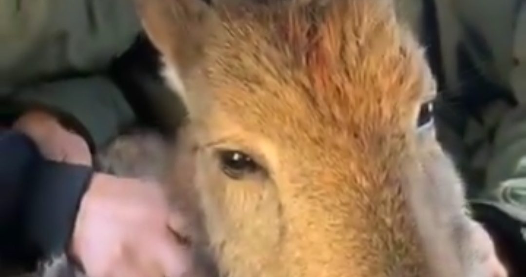 Himalayan Ibex (wild goat) captured alive in Boniyar Uri