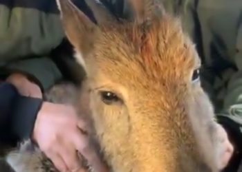 Himalayan Ibex (wild goat) captured alive in Boniyar Uri