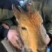 Himalayan Ibex (wild goat) captured alive in Boniyar Uri
