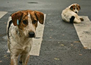 12 Persons Suffer Injuries in Stray Dogs Attack in Kupwara