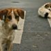 12 Persons Suffer Injuries in Stray Dogs Attack in Kupwara