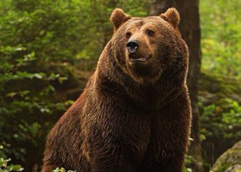 Woman injured in bear attack in Handwara