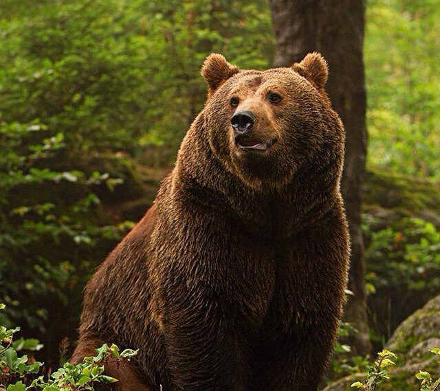 Woman injured in bear attack in Handwara