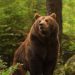 Woman injured in bear attack in Handwara