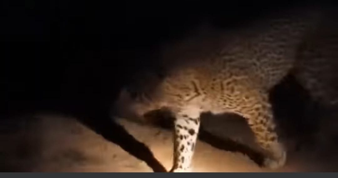 Snow Leopard Roaming Freely in Kandi and Surrounding Villages of Karnah, Sparking Fear Among Residents